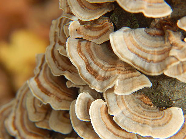Turkey Tail