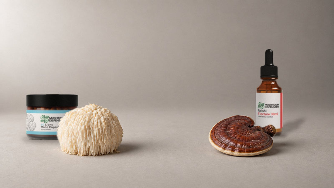 Mushroom Dispensary Lion's Mane Capsules behind a fresh lion's mane mushroom, and Reishi Tincture 30ml behind a dried reishi cap, on a gray studio surface