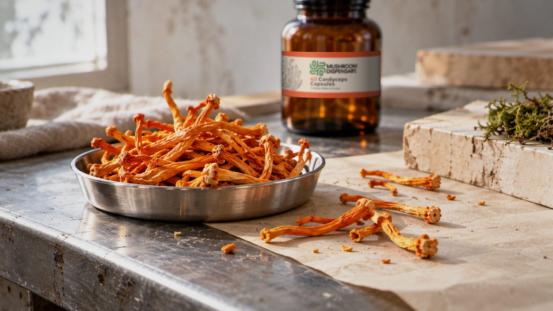 Dried orange cordyceps militaris fruiting bodies in a steel dish on a workshop bench, with a Mushroom Dispensary Cordyceps Capsules jar