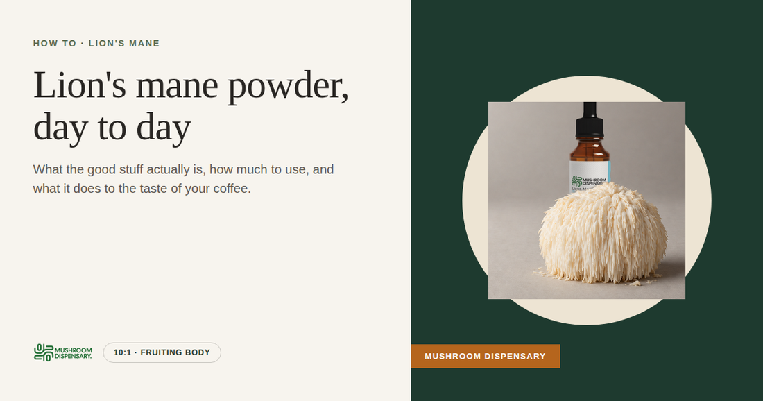 Lion's mane powder, day to day (Mushroom Dispensary): a fresh lion's mane mushroom with a bottle of Lion's Mane Tincture