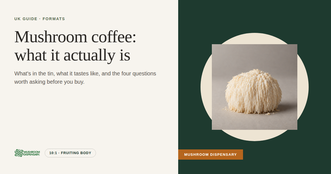 Mushroom coffee: what it actually is (Mushroom Dispensary): a fresh lion's mane mushroom on a warm gray surface