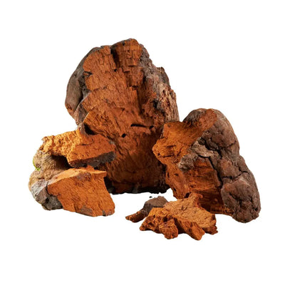 What's Inside - Chaga Mushroom Capsules x60 – Immune & Antioxidant Support | Mushroom Dispensary