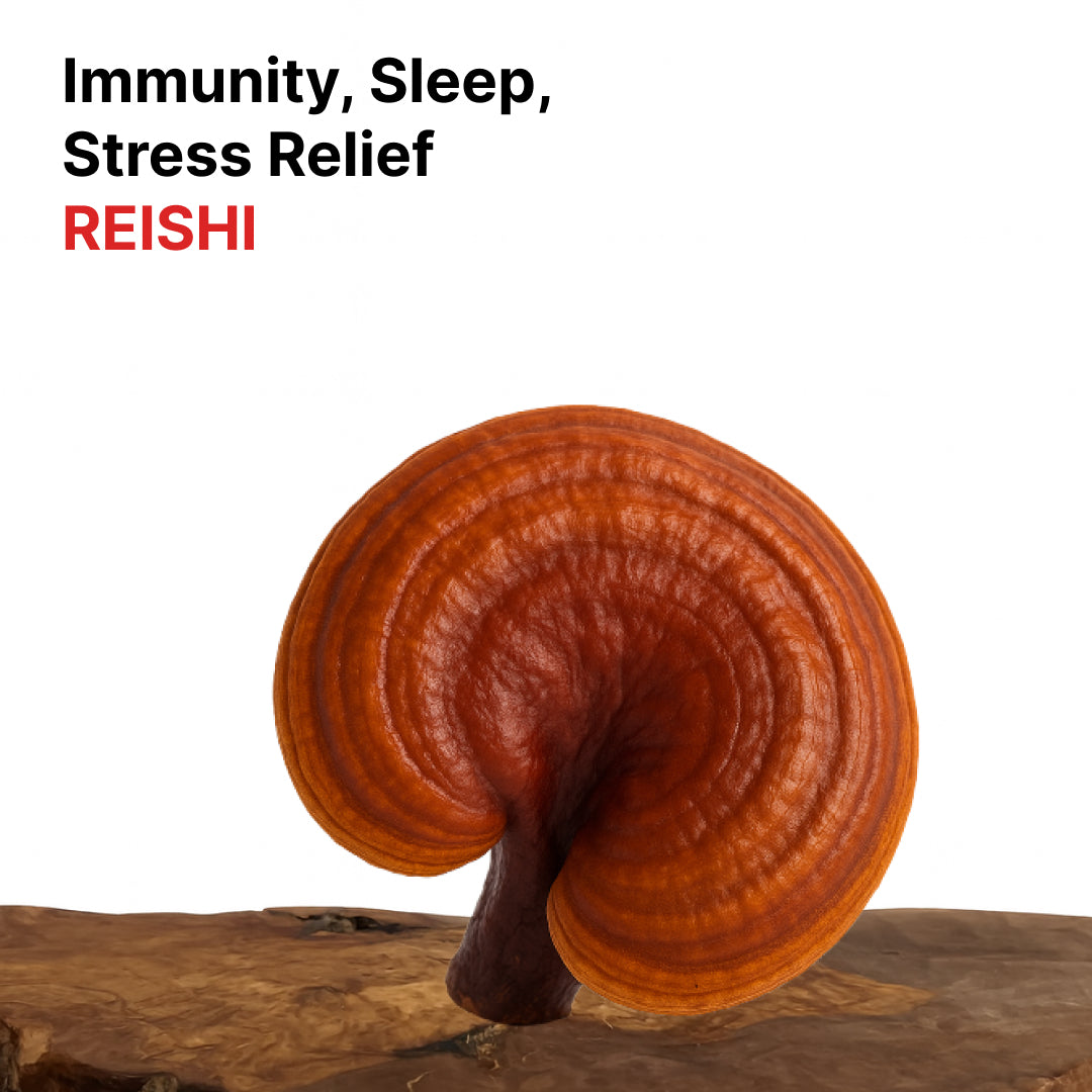 Reishi mushroom on a wooden board, Reishi species slide