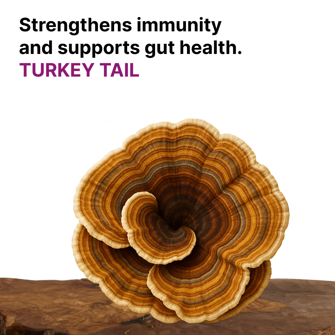 Turkey Tail mushroom on a wooden board, Turkey Tail species slide