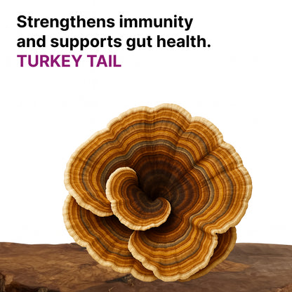 Turkey Tail mushroom on a wooden board, Turkey Tail species slide