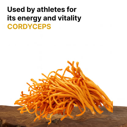 Dried orange Cordyceps militaris mushrooms on a wooden board, Cordyceps species slide