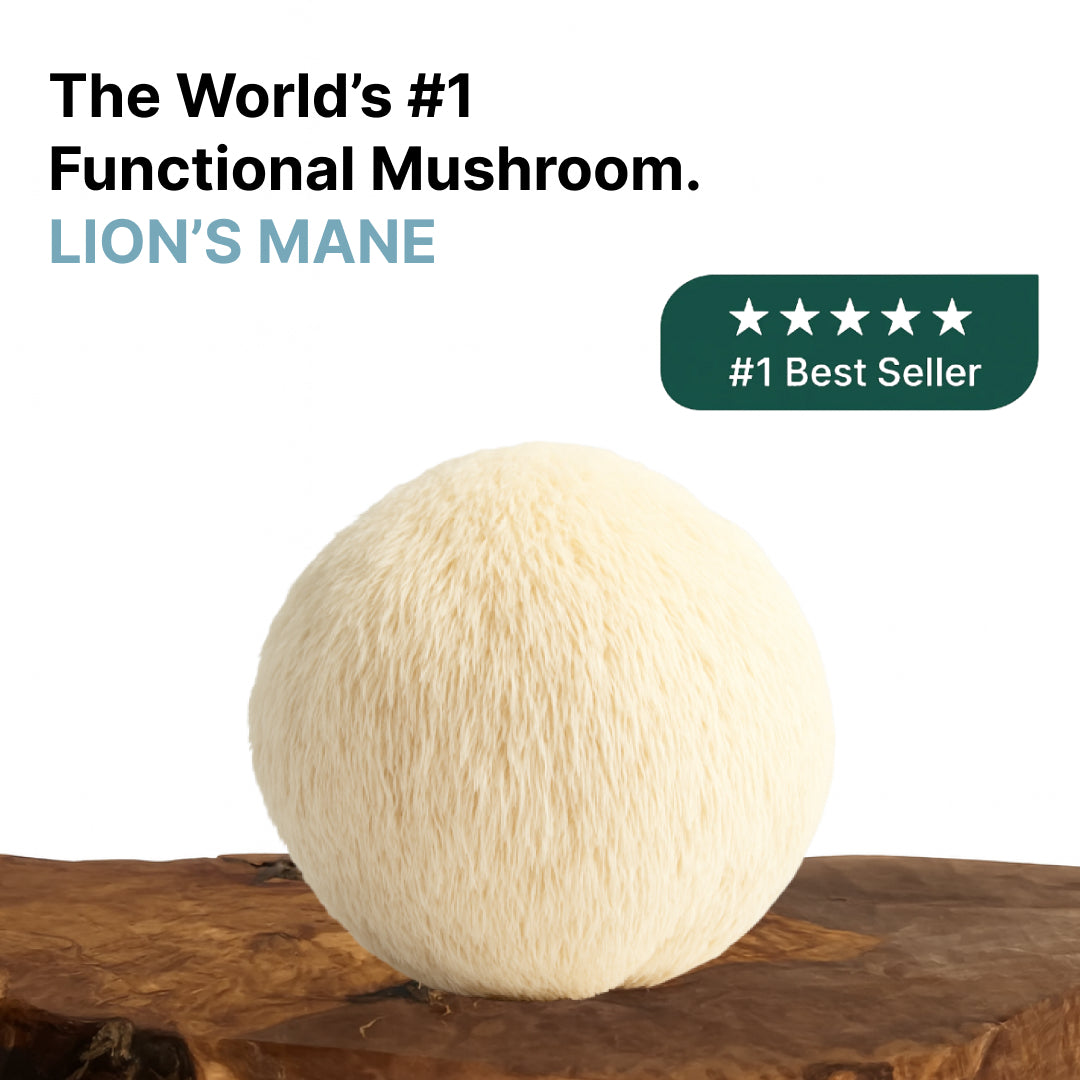 Lion’s Mane Capsules x60 – Organic Cognitive Support | Mushroom Dispensary