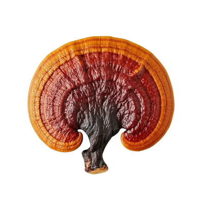 What's Inside - Reishi Tincture 30ml – Calm, Sleep & Immune Balance | Mushroom Dispensary