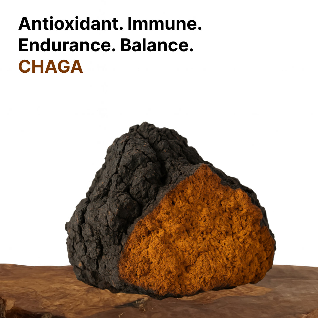 Chaga Mushroom Capsules x60 – Immune & Antioxidant Support | Mushroom Dispensary
