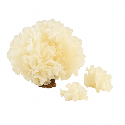What's Inside - Tremella Capsules x60 – Skin Hydration & Collagen Support | Mushroom Dispensary