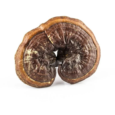 What's Inside - Turkey Tail Capsules x60 – Immune & Gut Support | Mushroom Dispensary