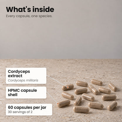 Cordyceps capsules on a stone surface, labelled Cordyceps extract and HPMC capsule shell