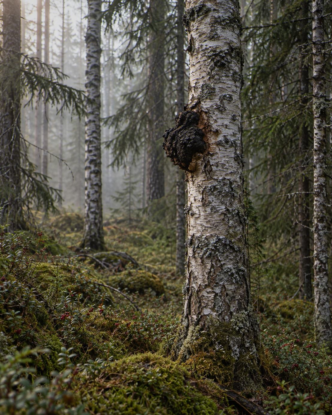 Silver birch and spruce in a misty Finnish forest, with a dark Chaga growth on a birch trunk